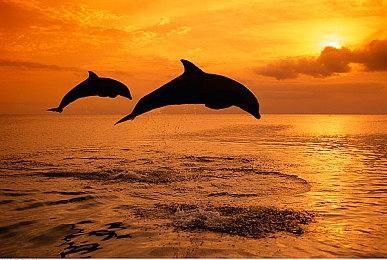 斗蛐蛐游戏《沉默的蟋蟀》将于7月20日发售，限时试玩现已开启